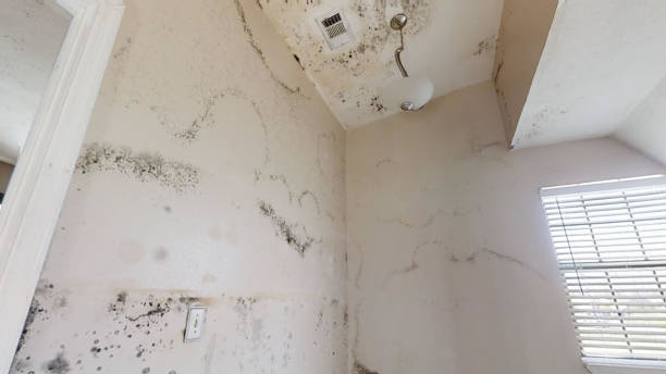 Reliable River Oaks, TX Mold Removal Solutions